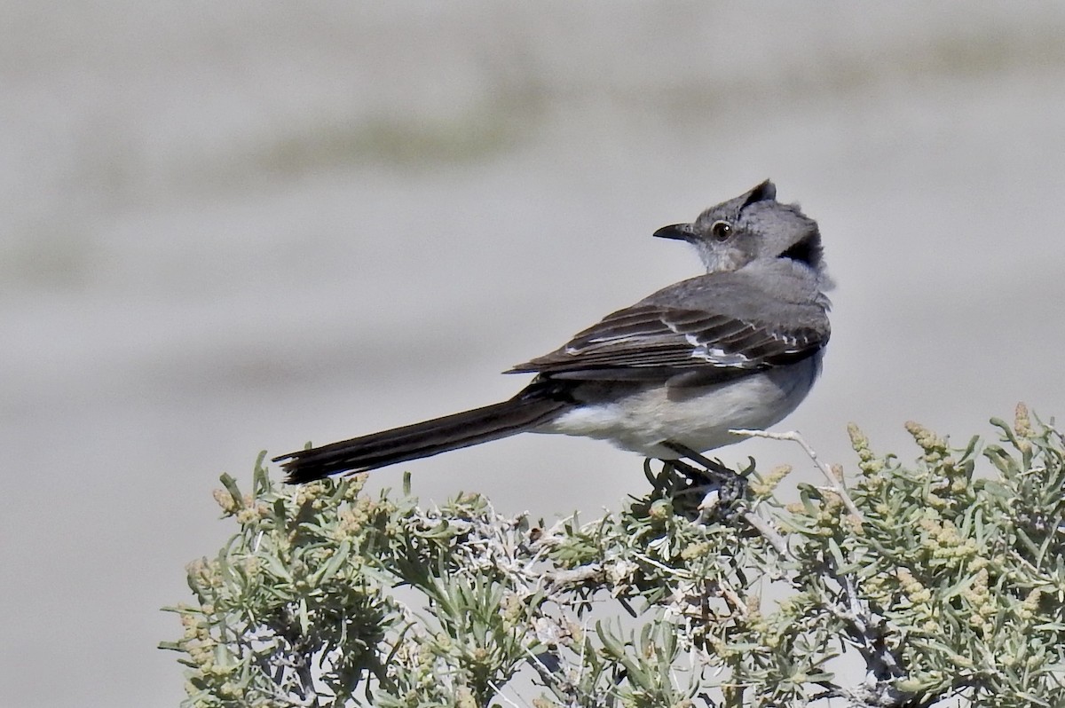 Northern Mockingbird - Barb eastman