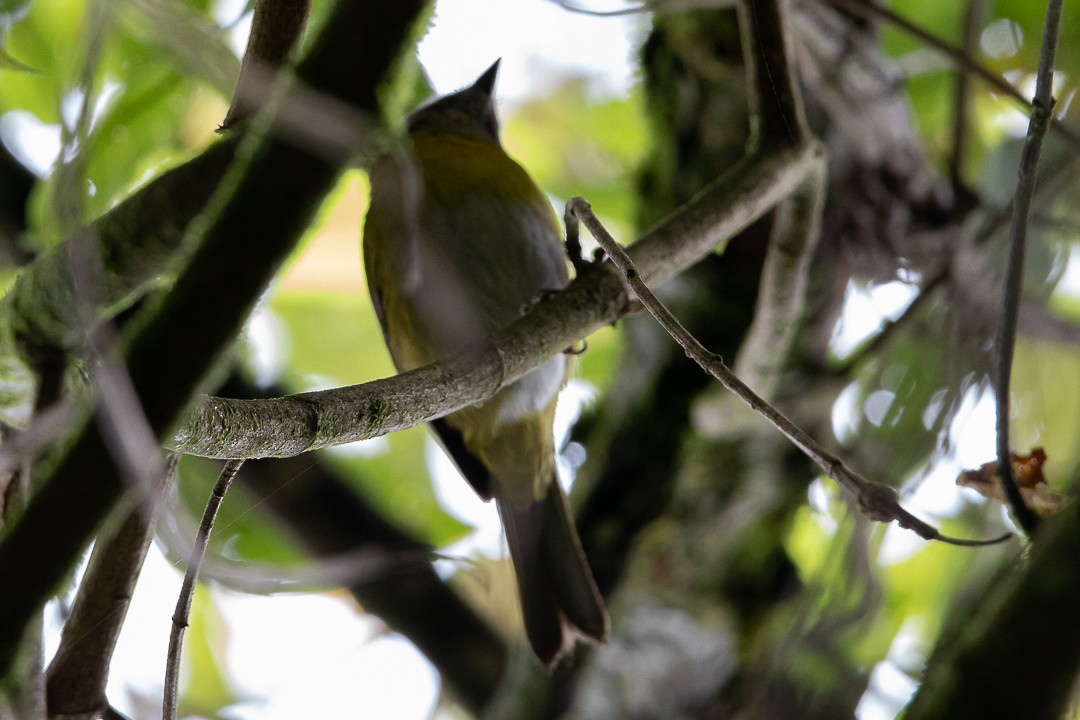 Common Chlorospingus - Claudia Andrea Posada Palacio