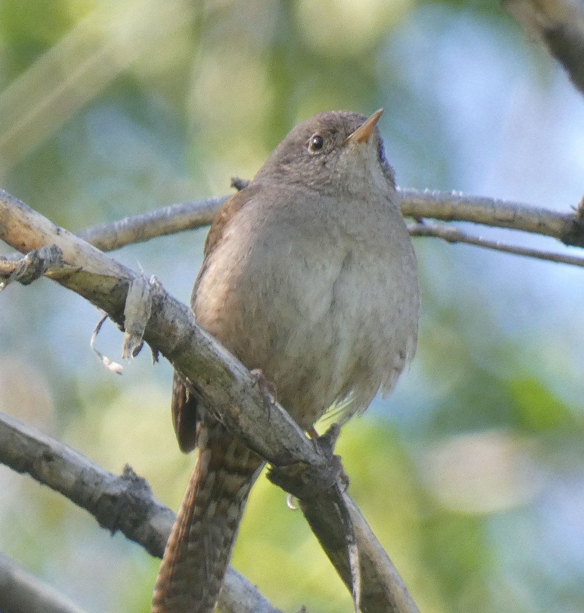 House Wren - ML619374809