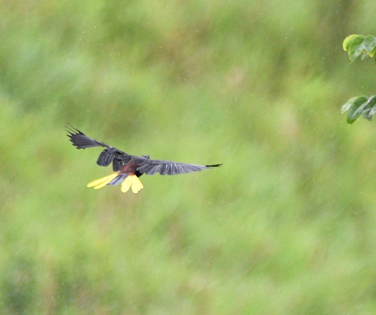 Crested Oropendola - Paul Vandenbussche