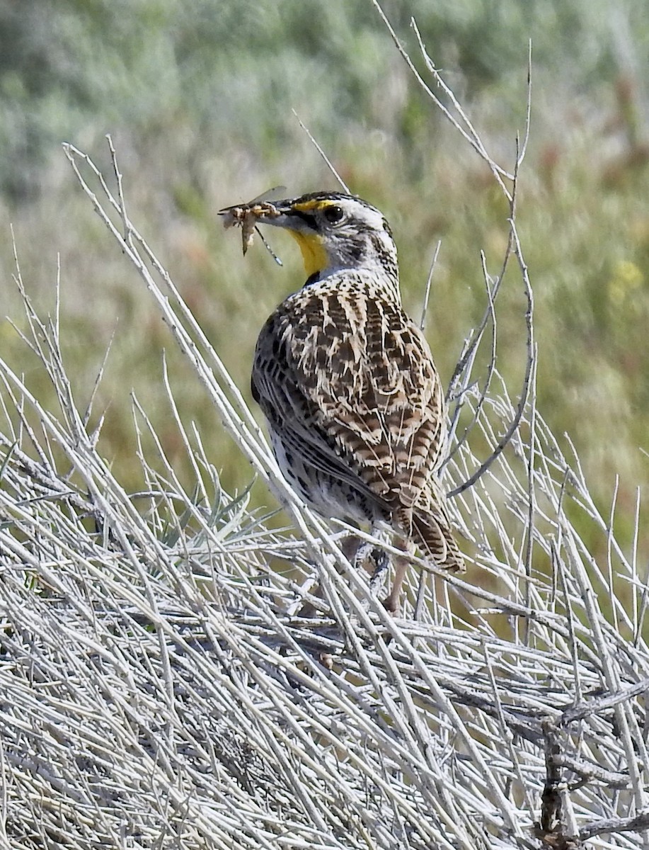 Western Meadowlark - Barb eastman