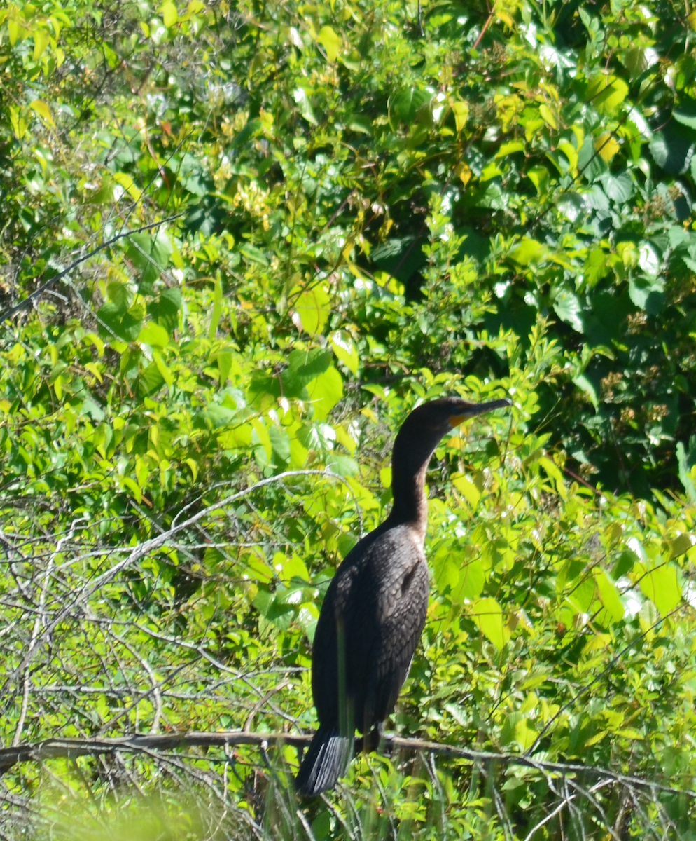 Double-crested Cormorant - Eric Evinczik