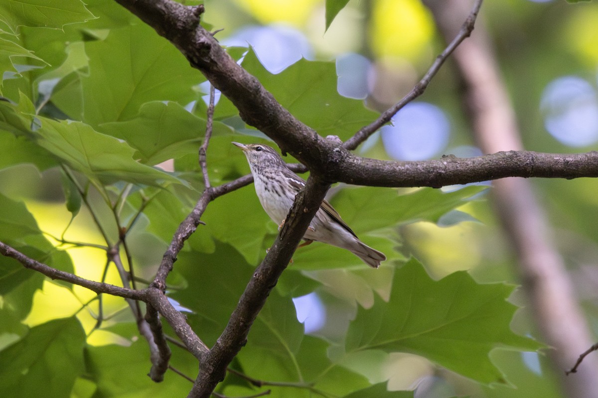 Blackpoll Warbler - Emily Smith