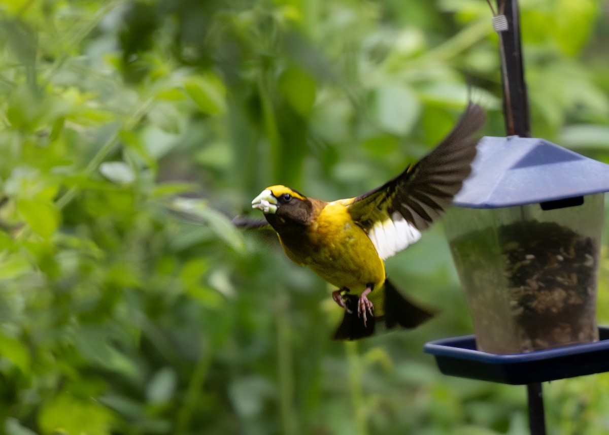 Evening Grosbeak - Peter Hamner