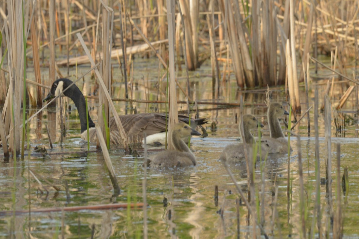 Canada Goose - James Kamstra