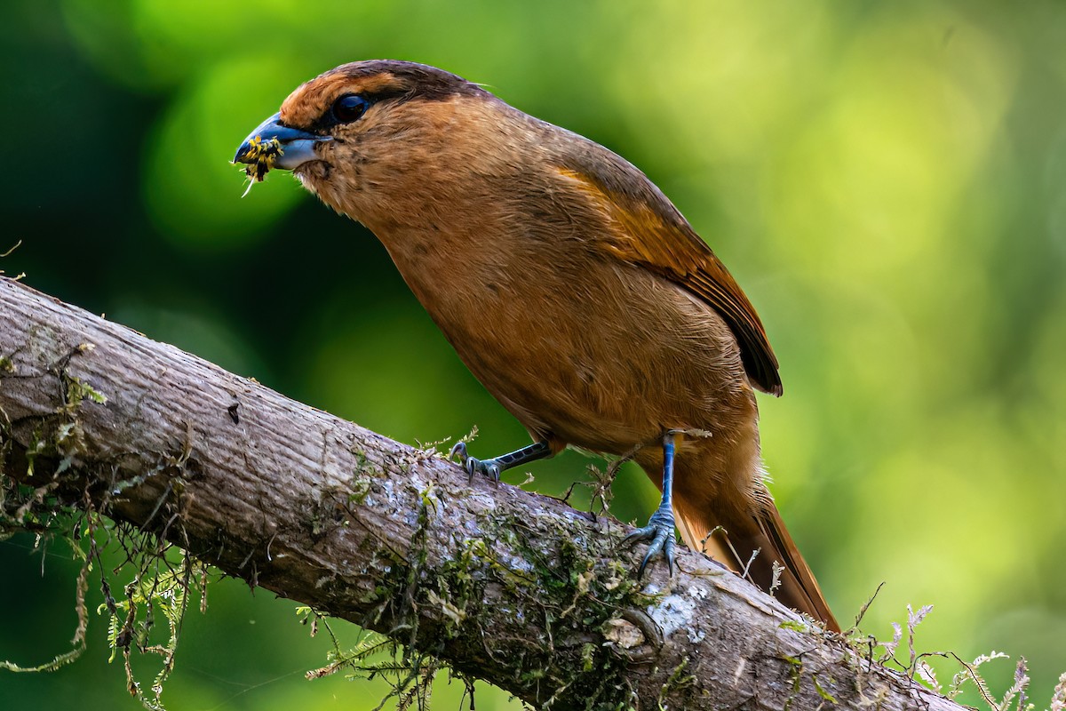 Brown Tanager - Kurt Gaskill