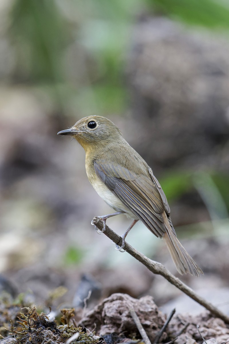 Hainan Blue Flycatcher - Se Chea