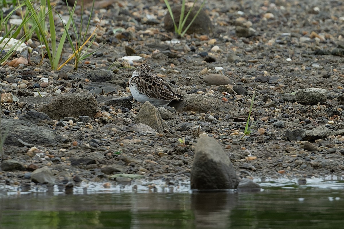 Semipalmated Sandpiper - patrick horan