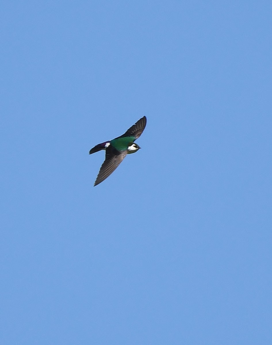 Violet-green Swallow - Rachel Hudson
