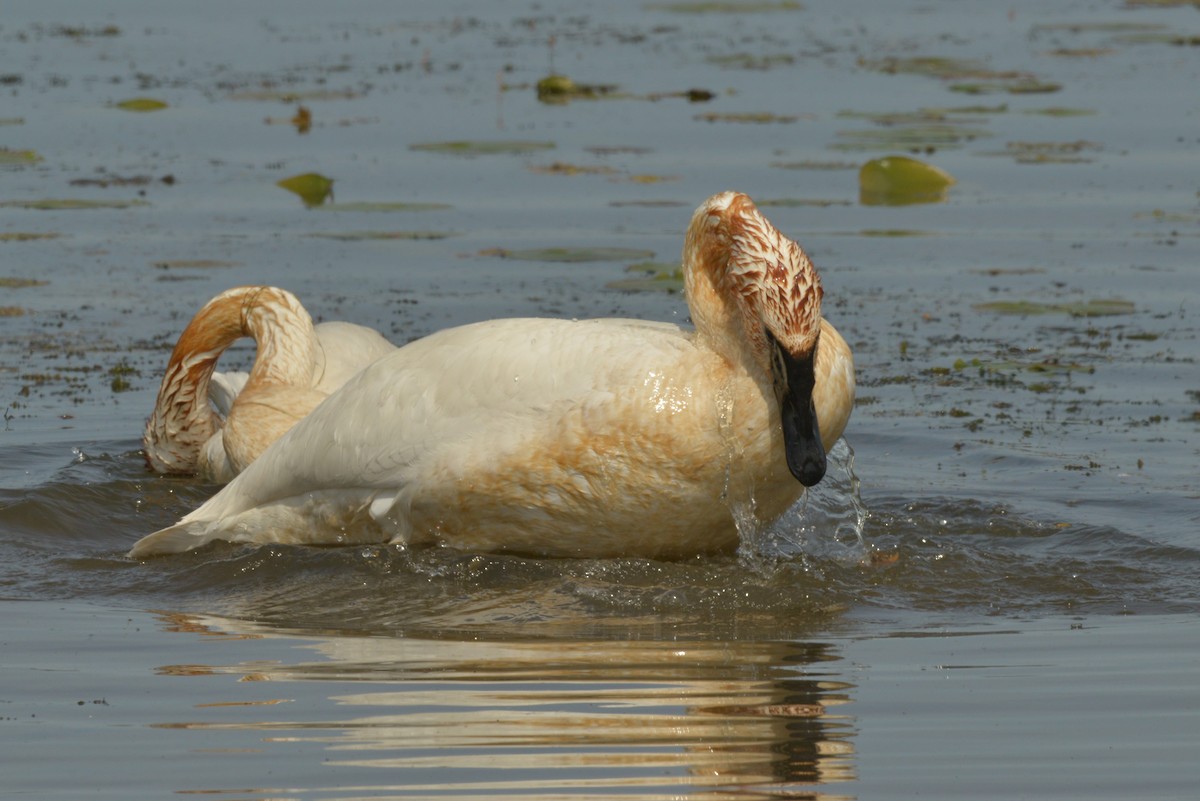 Trumpeter Swan - ML619374857