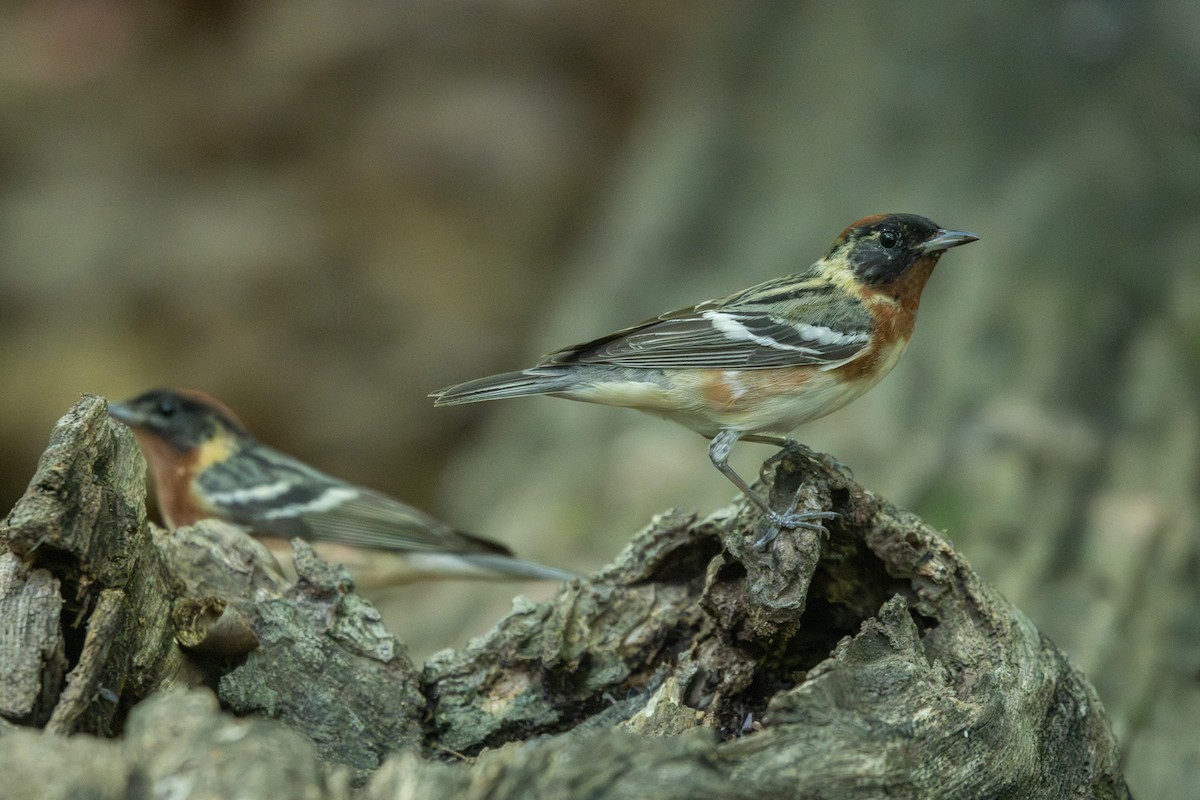 Bay-breasted Warbler - Emily Smith