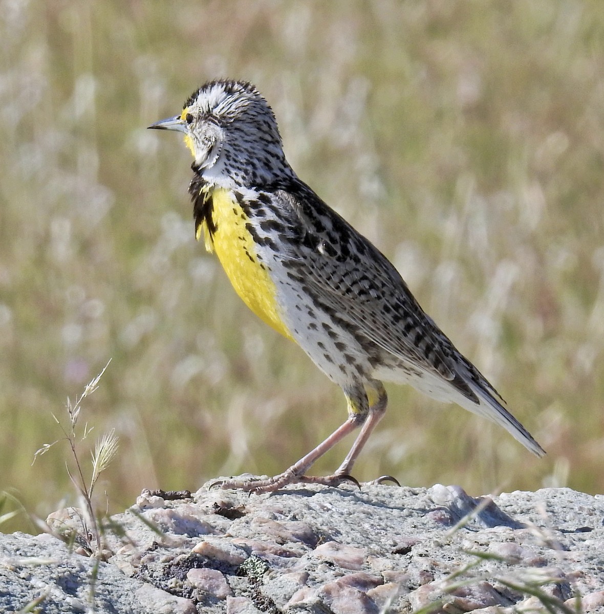 Western Meadowlark - Barb eastman