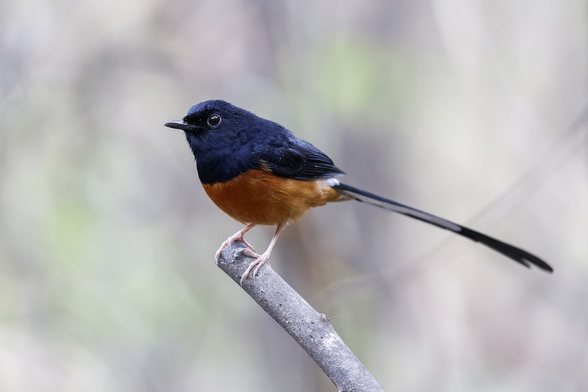 White-rumped Shama - Se Chea