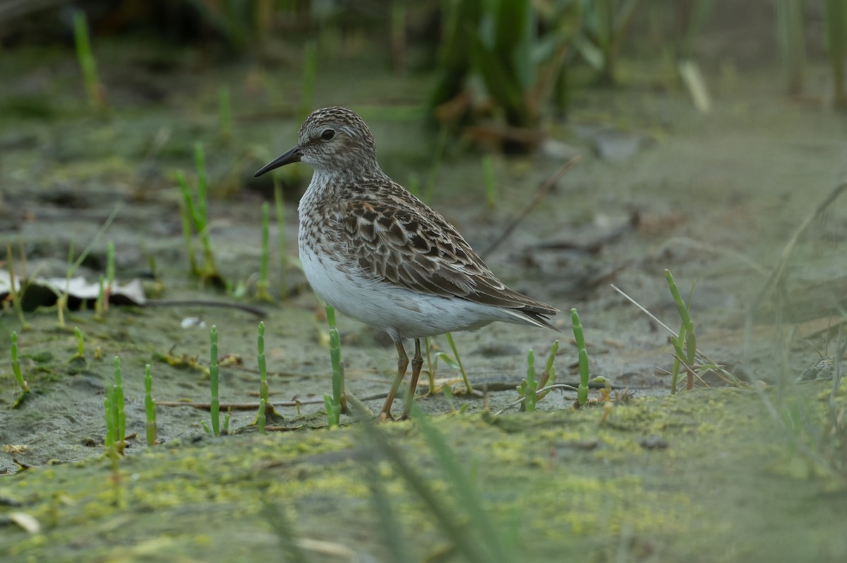 Least Sandpiper - patrick horan