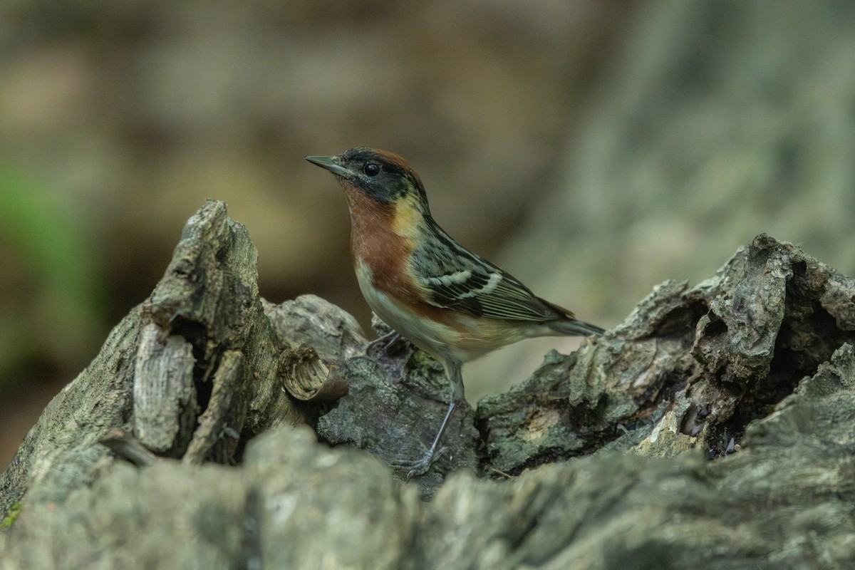 Bay-breasted Warbler - ML619374874