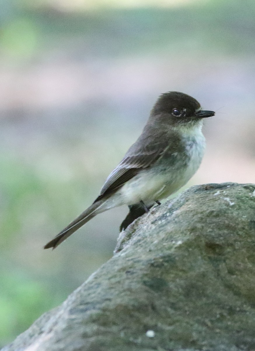 Eastern Phoebe - ML619374893