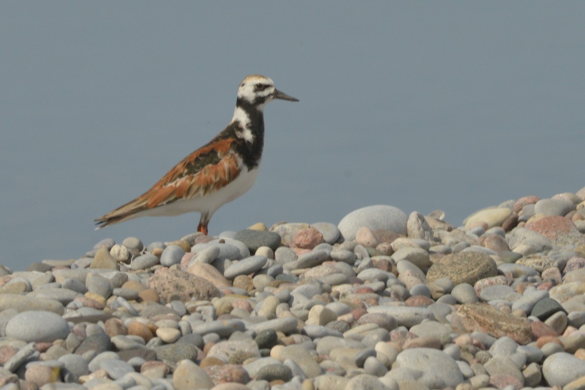 Ruddy Turnstone - ML619374894