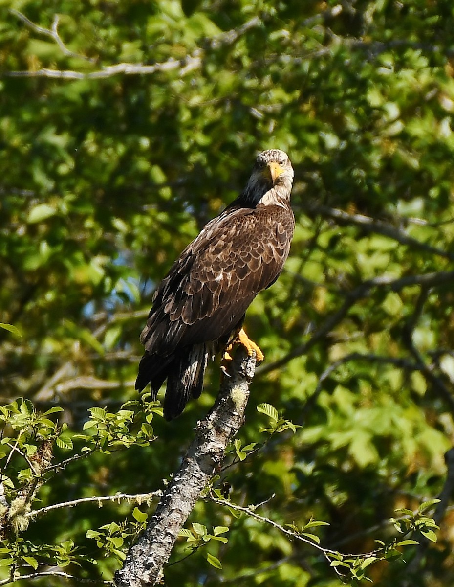 Bald Eagle - Rachel Hudson