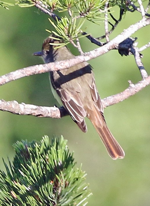 Great Crested Flycatcher - William Parkin