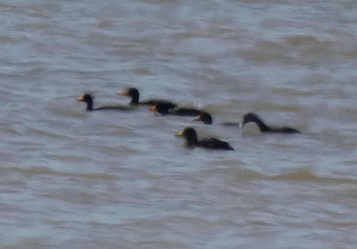 Black Scoter - Andrew Bogott