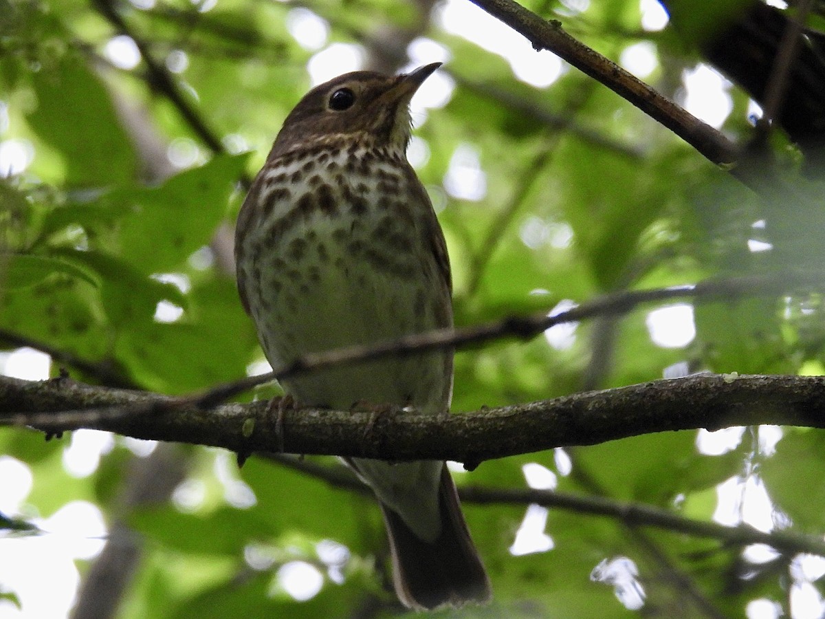 Swainson's Thrush - Isaac Petrowitz