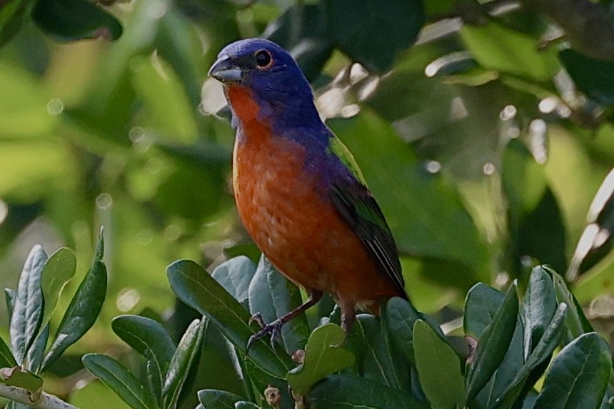 Painted Bunting - Dean Silvers