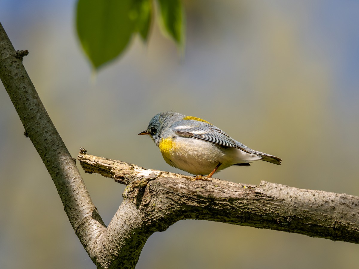 Northern Parula - David Howe & Rosanne Dawson