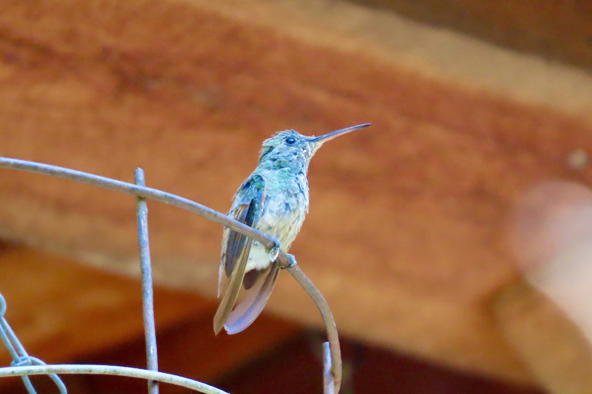 Berylline Hummingbird - Jonathan Montgomery