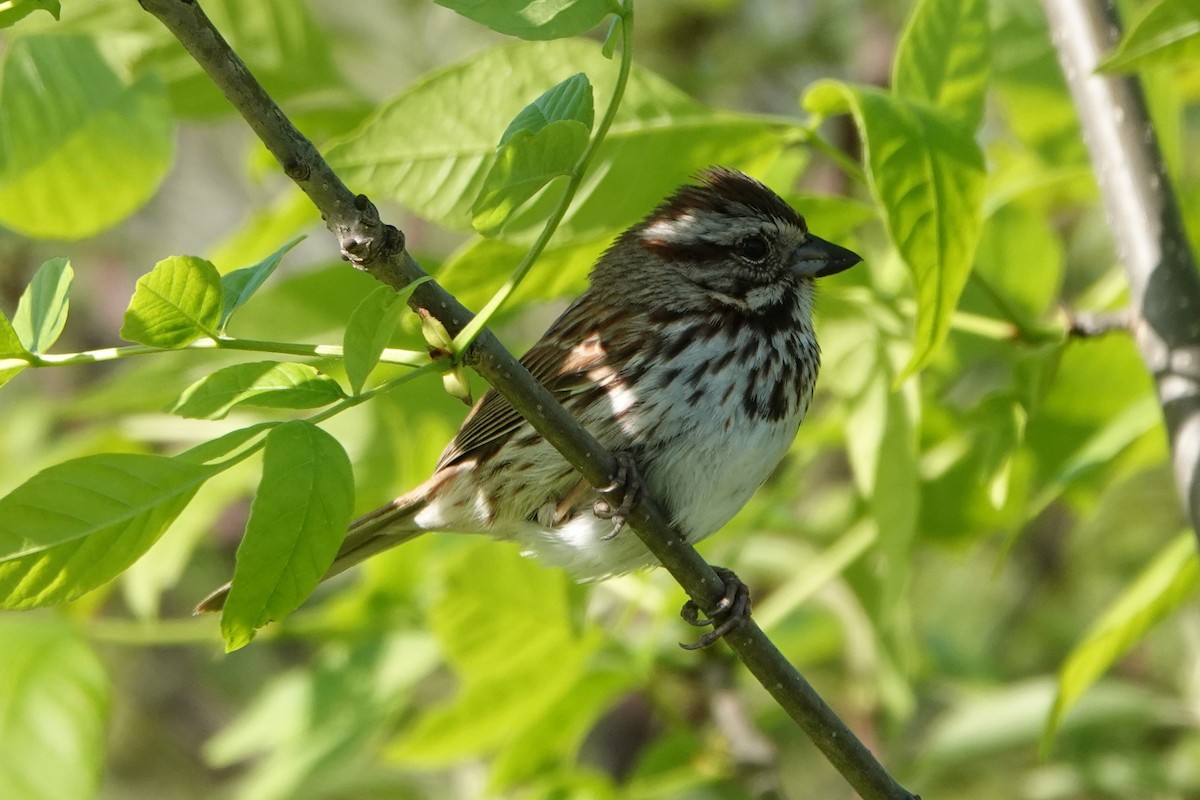 Song Sparrow - Brian Lockwood