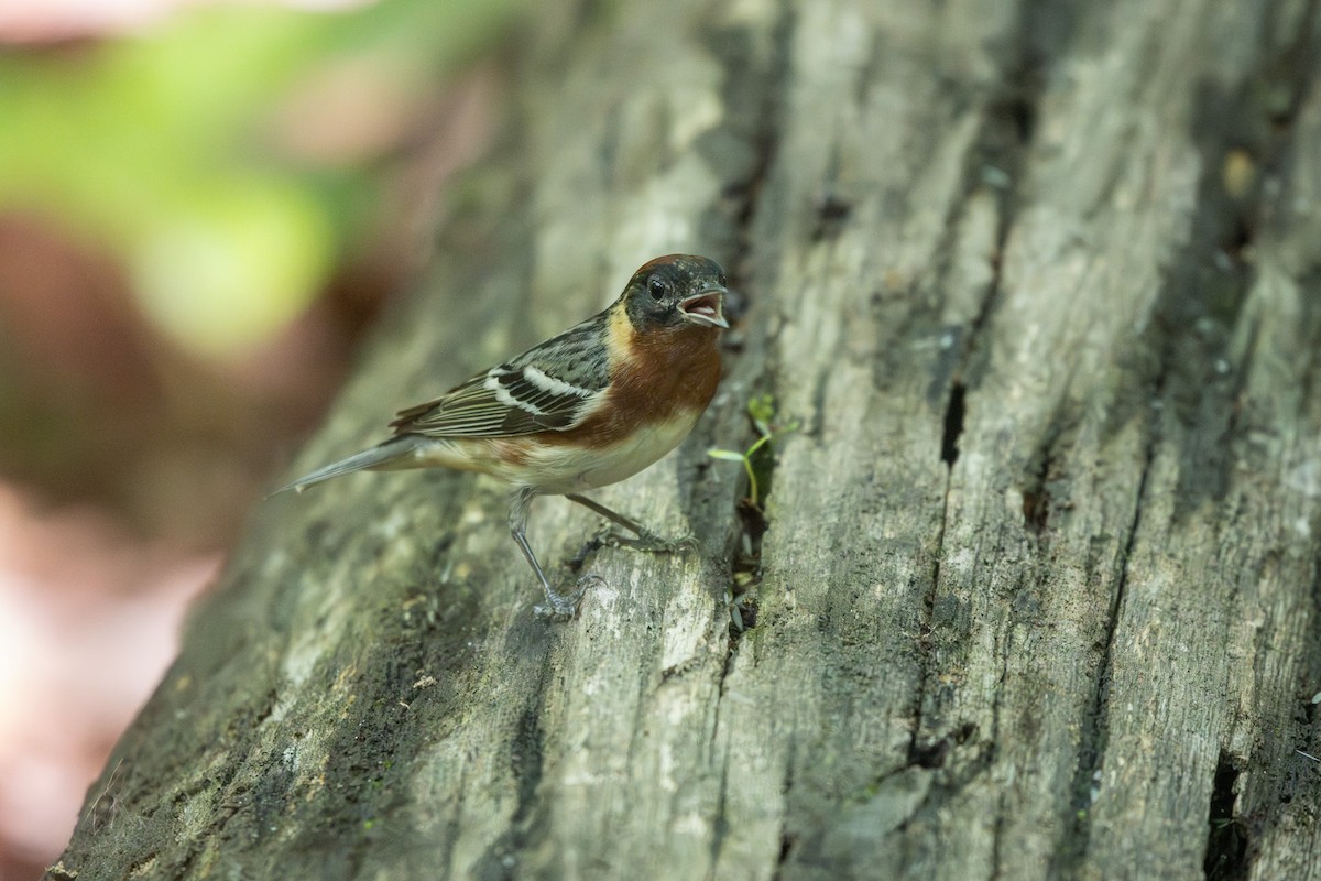 Bay-breasted Warbler - ML619374932