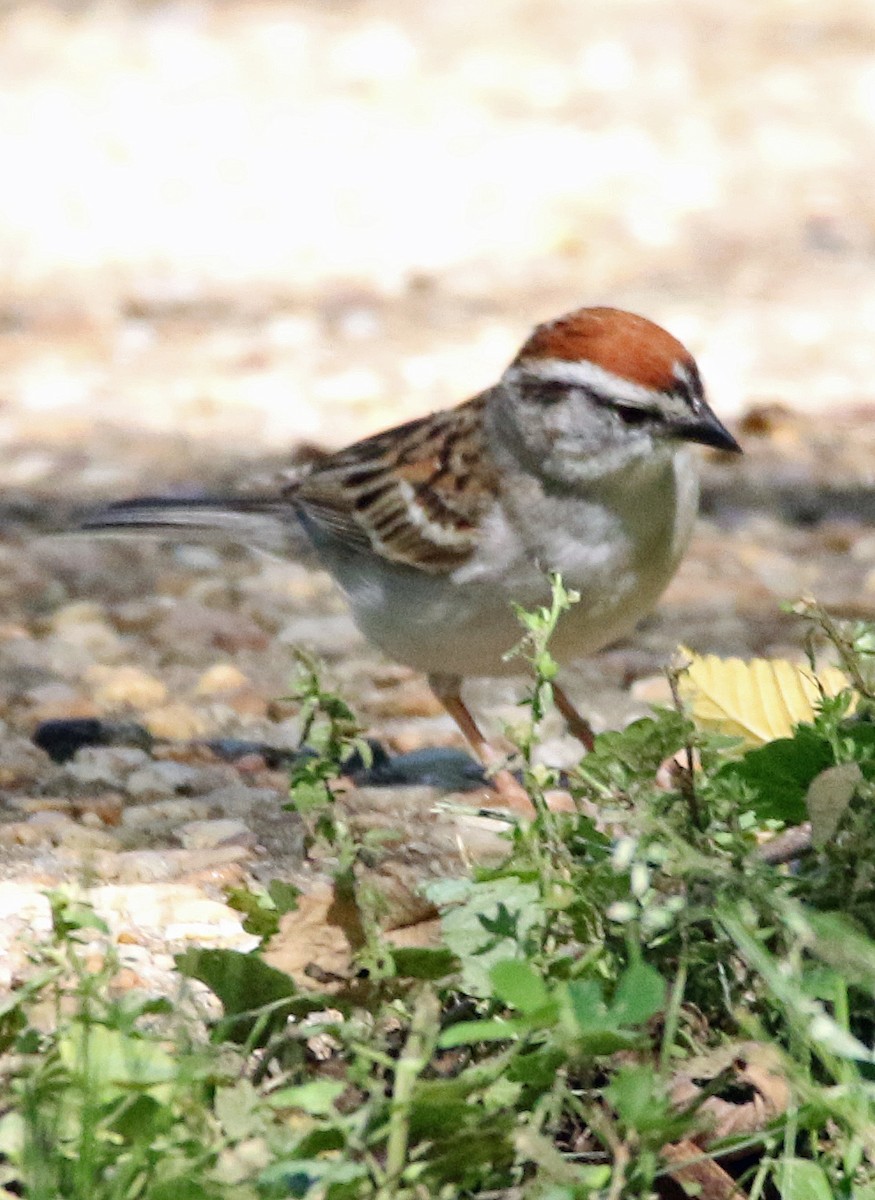 Chipping Sparrow - William Parkin