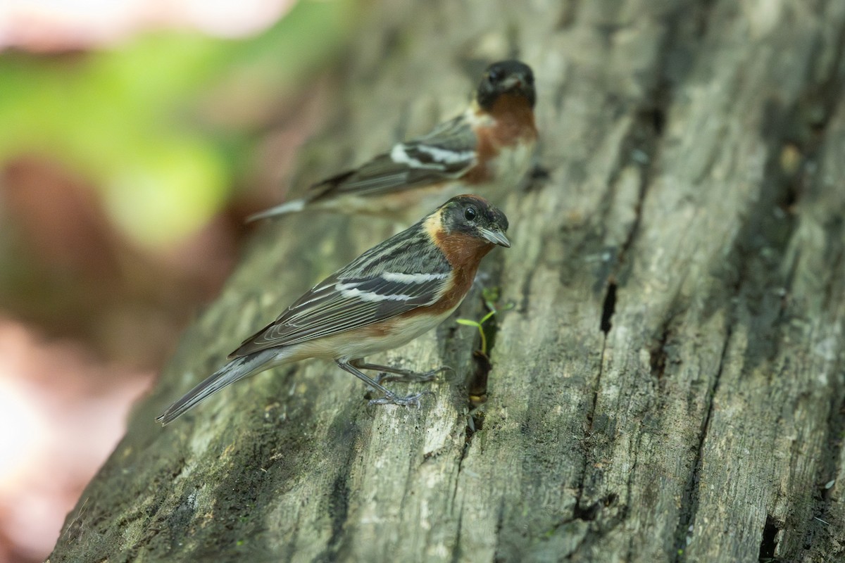 Bay-breasted Warbler - Emily Smith