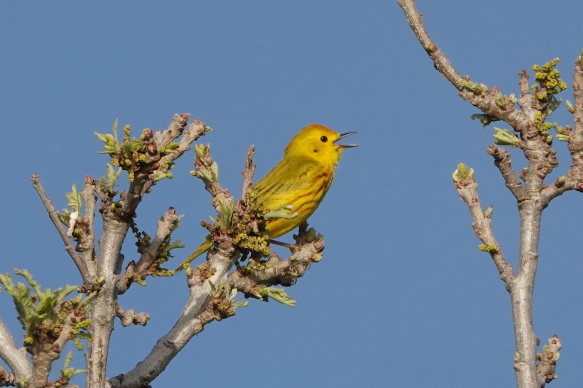 Yellow Warbler - Brian Lockwood