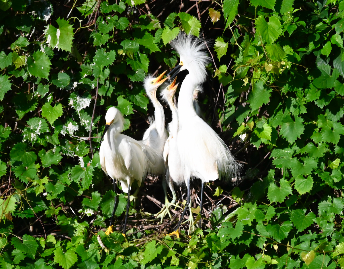 Snowy Egret - Heather Buttonow