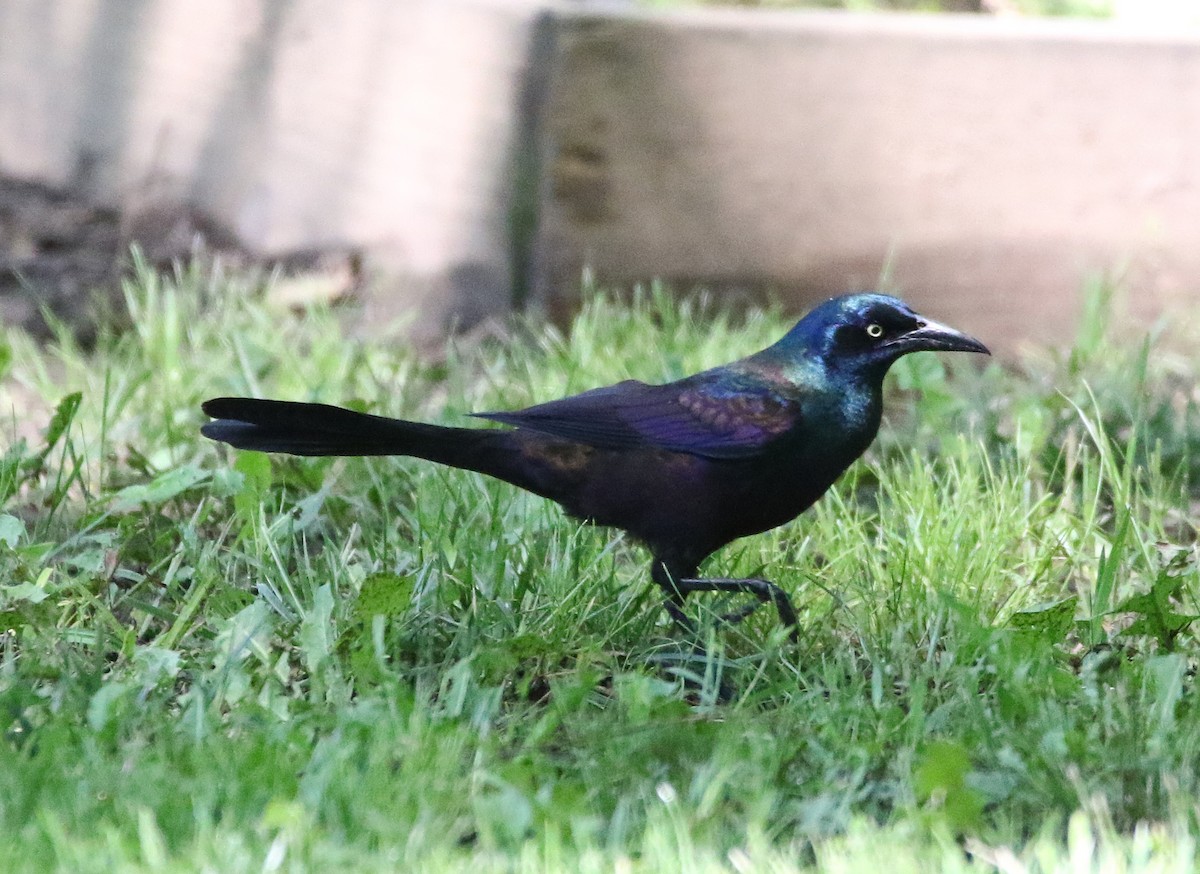 Common Grackle - William Parkin