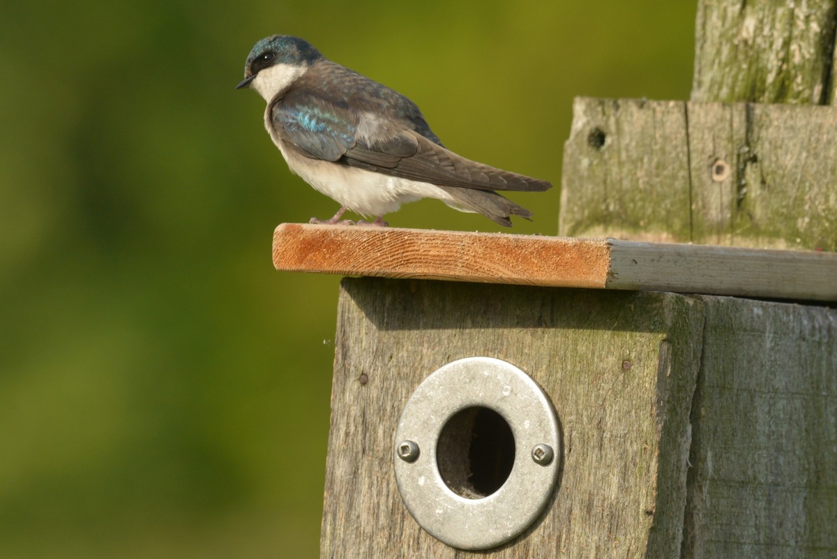 Tree Swallow - ML619374962