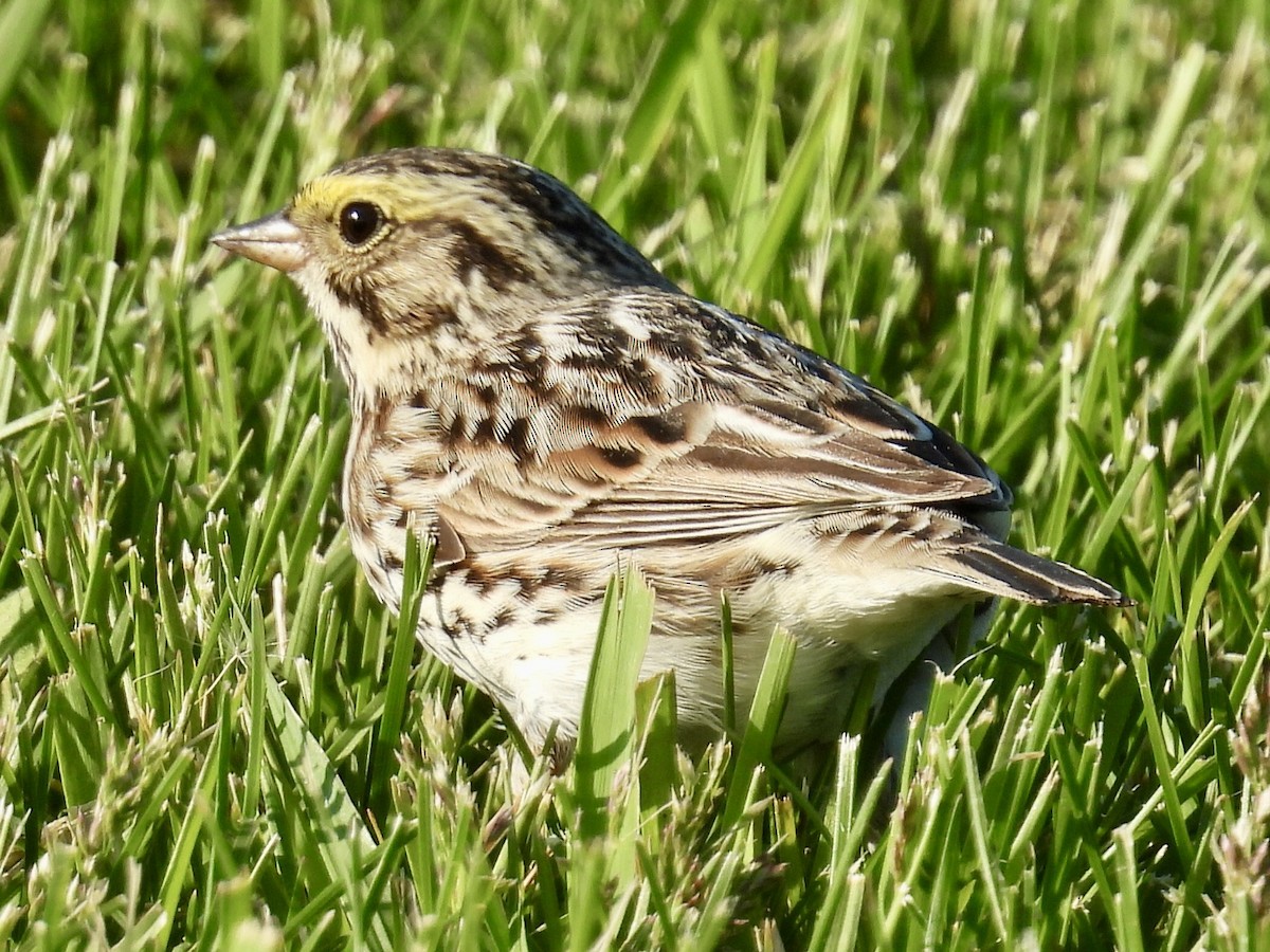 Savannah Sparrow - Isaac Petrowitz