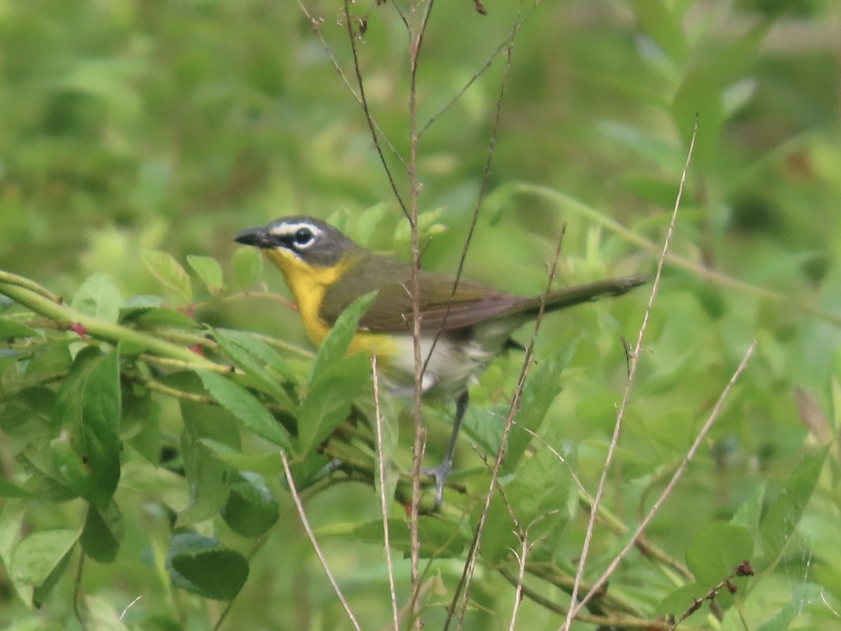 Yellow-breasted Chat (virens) - ML619374970