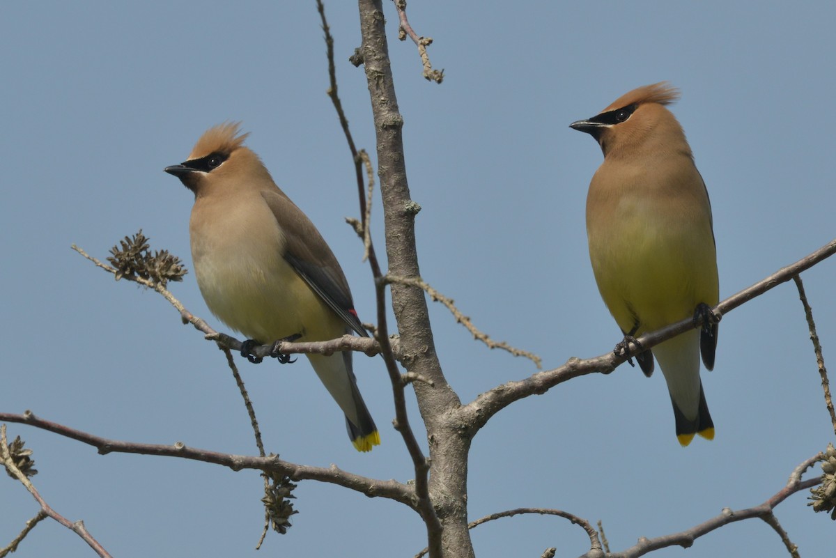 Cedar Waxwing - ML619374973