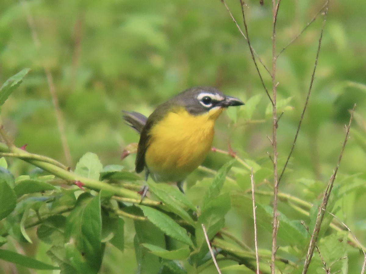 Yellow-breasted Chat (virens) - ML619374977