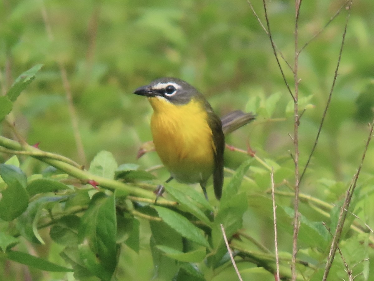 Yellow-breasted Chat (virens) - ML619374978