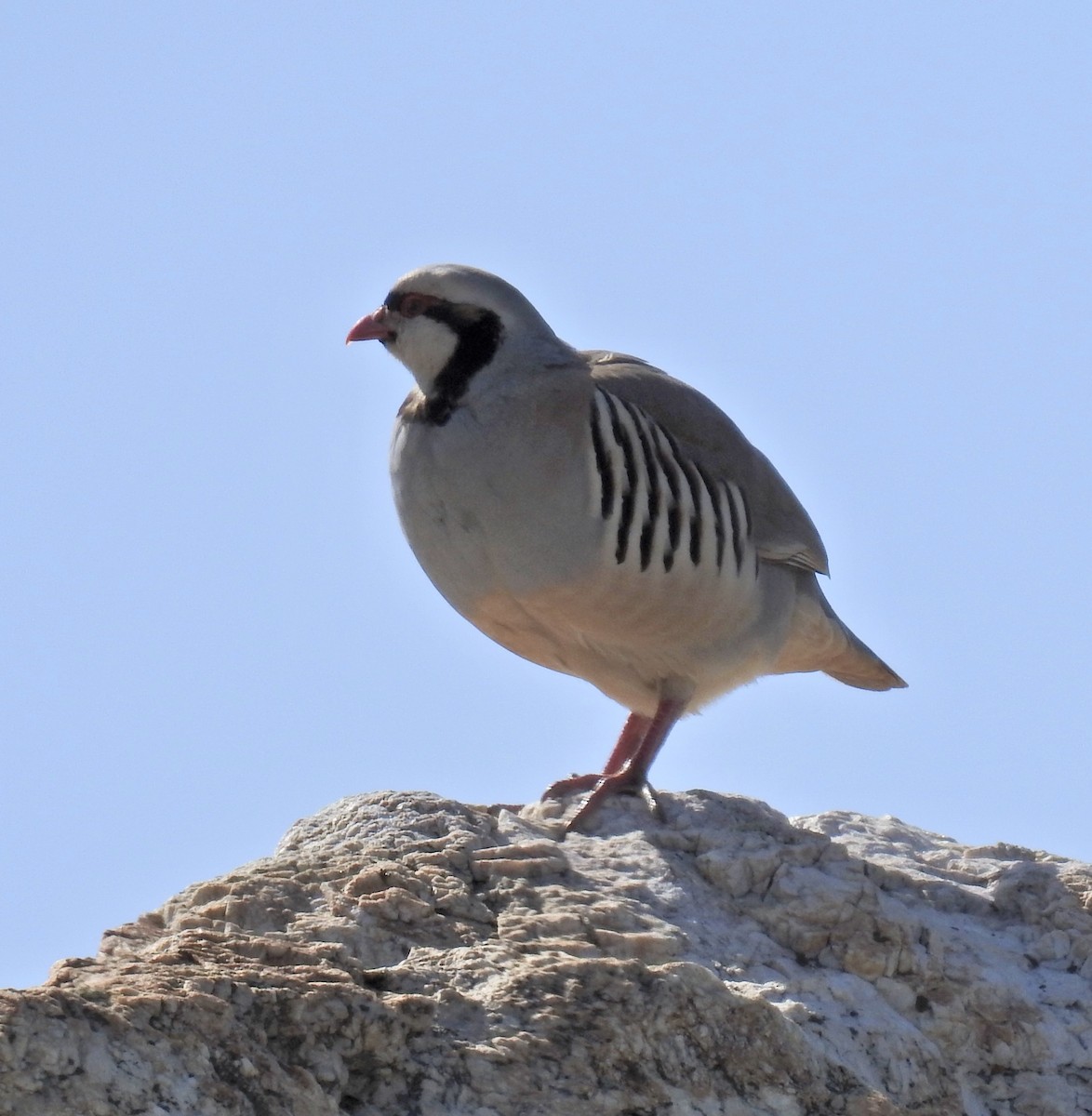 Chukar - Barb eastman