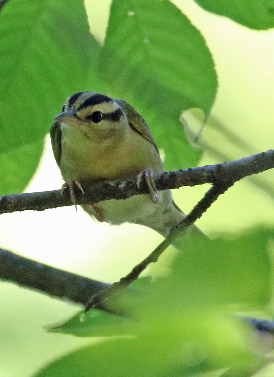 Worm-eating Warbler - William Parkin