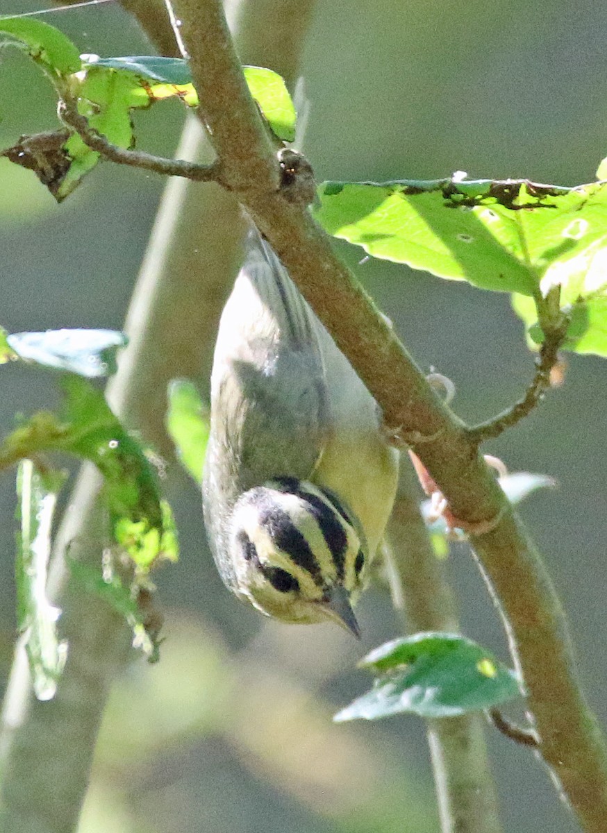 Worm-eating Warbler - William Parkin