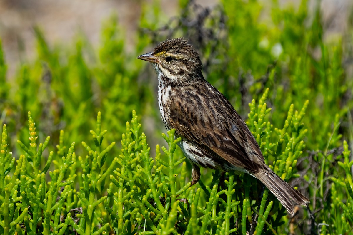 Savannah Sparrow - Andrea C