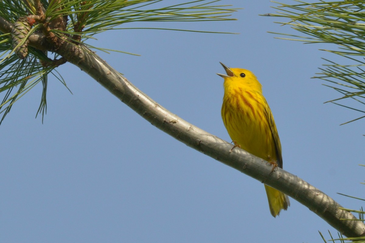 Yellow Warbler - James Kamstra
