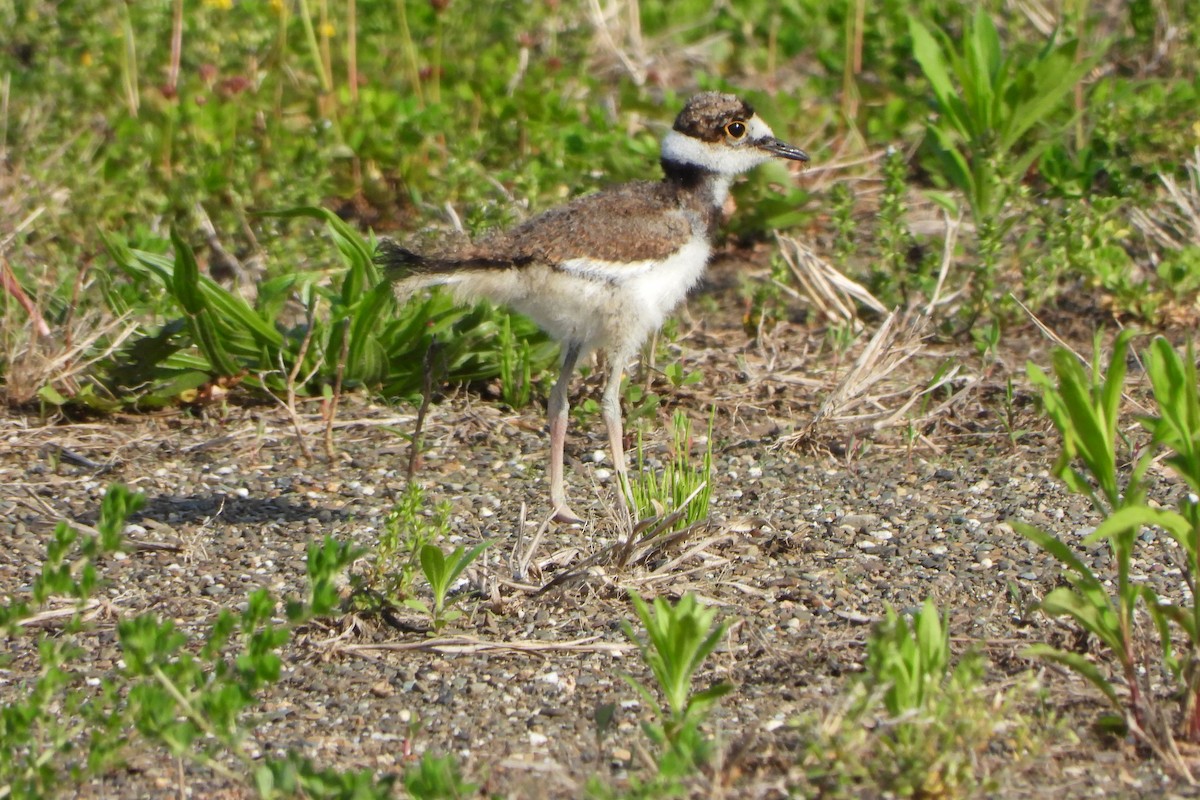 Killdeer - Yana Levchinsky