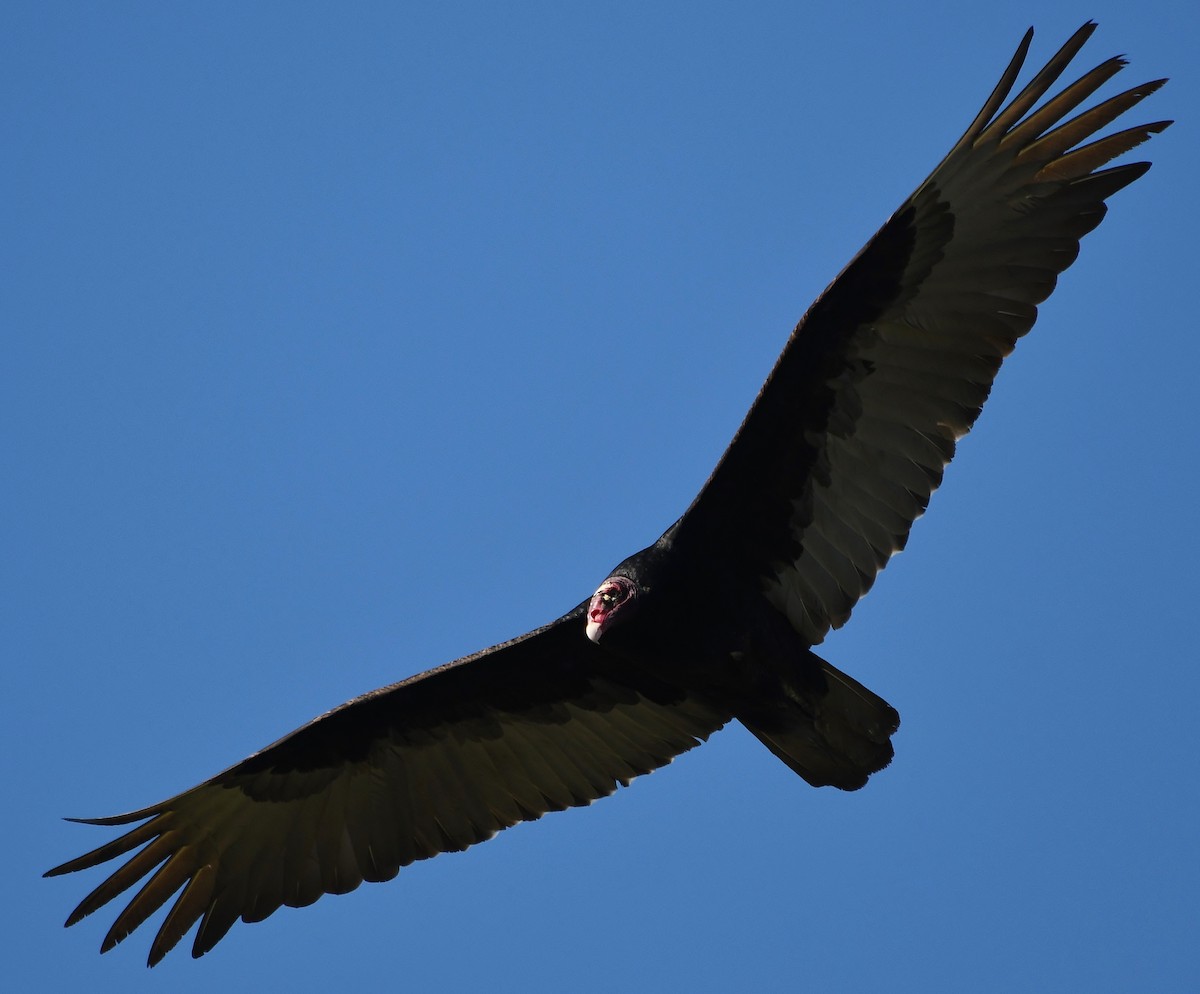 Turkey Vulture - Rachel Hudson