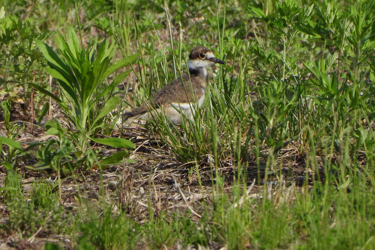 Killdeer - Yana Levchinsky