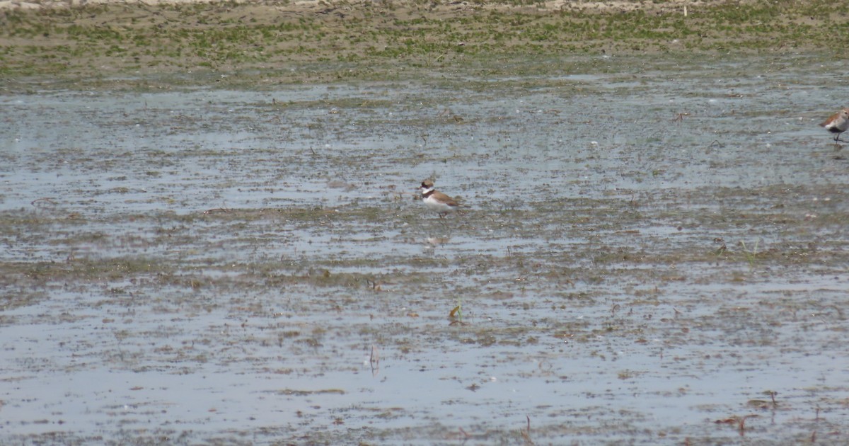 Semipalmated Plover - ML619375039